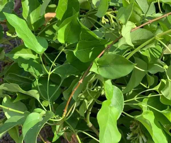 15 Hat Giong La Giang River Leaf Sour Soup Fresh Seeds