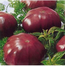 100 Seeds Elephant black tomato seeds, Professional package, large organic  - $30.00