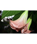 15 CUTTINGS 6+” Florida Brugmansia  Angel Trumpet Fragrant Flower Tropic... - $39.60