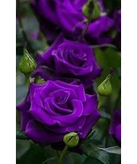 Purple roses seeds- 20 seeds - code 004 - $110.24 MXN Purple roses seeds- 20 seeds - code 004 - $110.24 MXN