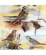 Sparrow Types And Variety 1955 Plate Print Birds Of America Nature Art D... - $35.02 CAD
