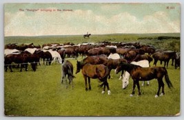 Havre Montana Ranching The Rangier bringing in the Horses Postcard D26 - $16.95