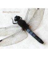 Neotropical Dragonfly Erythrodiplax Connata Skimmer Taxidermy Framed Sha... - $1,013.38 MXN