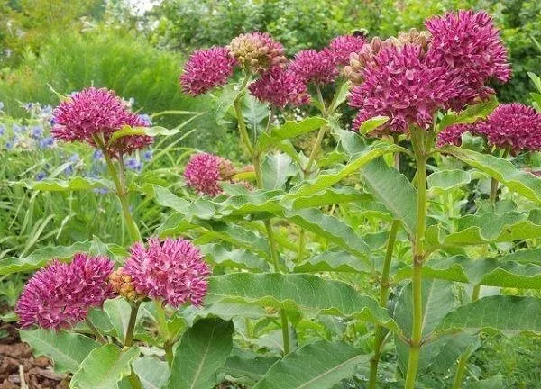 Asclepias Purpurascens Purple Milkweed 20 Seeds Fresh Garden - £14.05 GBP