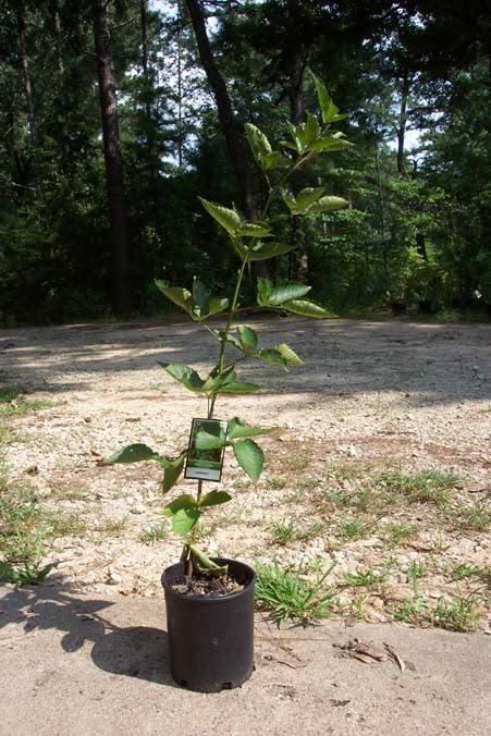 Arapaho Thornless Blackberry Plants Garden Plant Healthy Sweet Blackberr... - $33.90