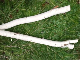 natural  white birch poles and, fresh balsam boughs, holiday decoration,... - $59.00