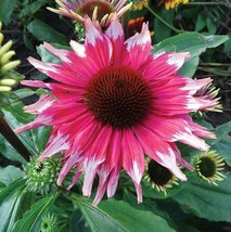 From US 50 Pink White Coneflower Seeds Echinacea Flower Perennial Bloom Flowers  - £8.78 GBP