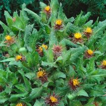 10 Seeds Blessed Thistle Cnicus Benedictus - £9.27 GBP