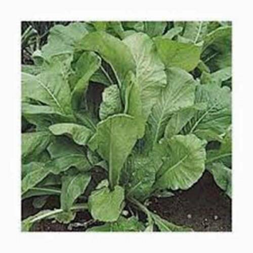 MUSTARD GREENS SEED, FLORIDA BROADLEAF, HEIRLOOM, ORGANIC, NON GMO, 50+SEEDS, - $2.27