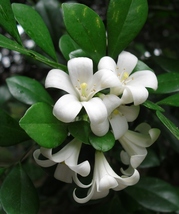 15 Murraya Exotica Seeds , Murraya paniculata Seeds , Orange jasmine Seeds,  - £5.22 GBP