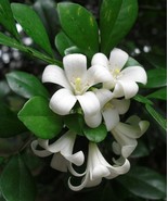 15 Murraya Exotica Seeds , Murraya paniculata Seeds , Orange jasmine See... - $9.53 CAD