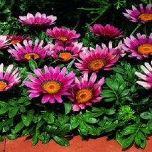 USA SELLER 50 Seeds Gazania Kiss Rose Seeds Flower Seeds - £15.63 GBP