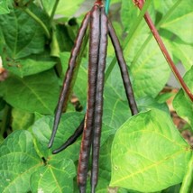 Knuckle Purple Hull Cowpea Brown Crowder Purplehull Field Cow Pea Garden USA - $9.90