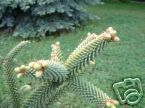 Abies Pinsapo Spanish Fir Tree 5 seeds Fresh Gardening - $17.96