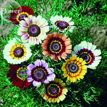 Tricolor Chrysanthemum Rainbow Colors 20 Mixed Seeds Pyrenthrum Painted Daisy Ch - £4.42 GBP