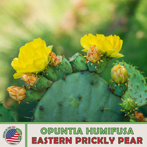 Grow In US 15 Eastern Prickly Pear Cactus Seeds Opuntia Humifusa Native Perennia - £8.92 GBP