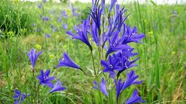 Blue Siberian Lily Mountain Ixia Altai Ixiolirion Tataricum 10 Seeds #LCY05 - £15.05 GBP