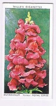 Wills Cigarette Card Garden Flowers #4 Antirrhinum Royal Cerise - £0.76 GBP