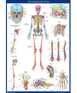 NEW Human Skeleton Anatomy Colour A2 Poster 59cm x 42cm Diagram Print BL... - £6.19 GBP