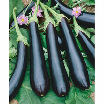 Bloomys 50 Eggplant Long Purple Seeds Non - GmoUS Seller - £8.56 GBP