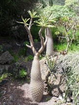 THJAR Pachypodium geayi | Elephant&#39;s Foot | Madagascar Palm | 10 Seeds - $53.31 MXN