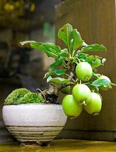 20 Guava Fruit Bonsai Tree Seeds Grow Exotic Delicious Tropical Bonsai Tree Usa  - £15.71 GBP