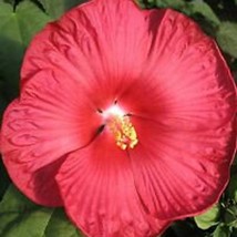 15 Red Dinner Plate Hibiscus Flower Seeds Huge 10 12 Inch Blooms Perennial Fresh - $23.64