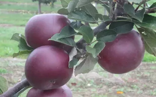 Best 25 of Arkansas Black Apple Seeds for Garden Planting