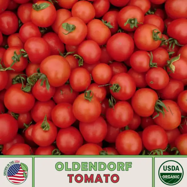 10 Rote Murmel Wild Tomato Seeds Heirloom Non Gmo Fresh Garden Beautiful - $8.98