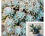 Graptosedum Darley Sunshine Plant 4Inches Francesco Baldi Live Plant Suc... - $26.93