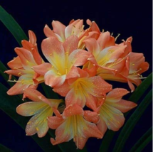 1PCS Medium Flower Real Bowl clivia pots Blooming Plants Happy Farm HMJ1... - $7.89