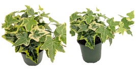 Hardy Groundcover/House Plant - Gold Child English Ivy - Sun or Shade - ... - £30.53 GBP