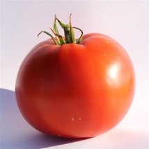 25 Tomato Big Beef Plus Intermediate Vegetable Seeds - $23.85