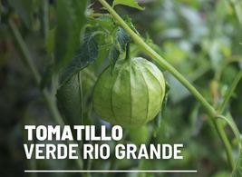50 Seeds Tomatillo Verde Rio Grande Vegetable Seed Physalis ixocarpa Large Fruit - $19.73
