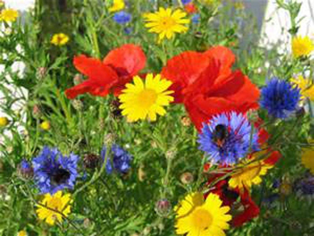 Wildflower Seed Mix ,8 ounces , Great for Colorful Borders and  Gardens.