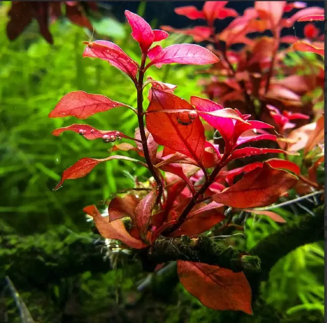 Ludwigia Repens Dark Red In 2&quot; Pot Live Aquatic Aquarium Plants BUY 2 GE... - $61.99