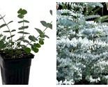 Baby Blue Spiral Eucalyptus - 4&quot; Pot - Indoors or Out NEW - £25.82 GBP