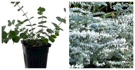 Baby Blue Spiral Eucalyptus - 4&quot; Pot - Indoors or Out NEW - £25.83 GBP