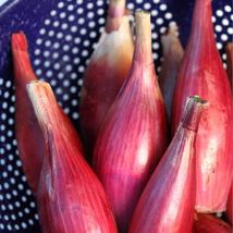 100 of Italian Red Torpedo Onion Seeds, NON-GMO, Rossa di Tropea - $2.98