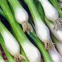 Onion, Tokyo Long White, Scallions, Heirloom, 100 Seeds, Great in Salads&amp; Cookin - £2.34 GBP
