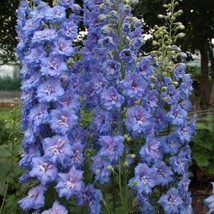 50 Blue Lace Delphinium Seeds Flower Bloom Seed Flowers 743 Fresh Seeds USA - £5.39 GBP