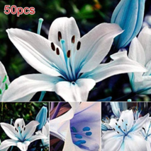50 pcs Lots Bulk seedsplants Garden Decoration Floral Plants Blue Rare Lily Bulb - £6.62 GBP
