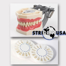 DENTAL TYPODONT MODEL AG3 /  FG3  W/ 2 EXTRA SETS OF TEETH (96 TOTAL TEETH) - $79.99