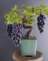 Big Miniature Grape Vine Purple Fruits, 50 SEEDS D - $14.35