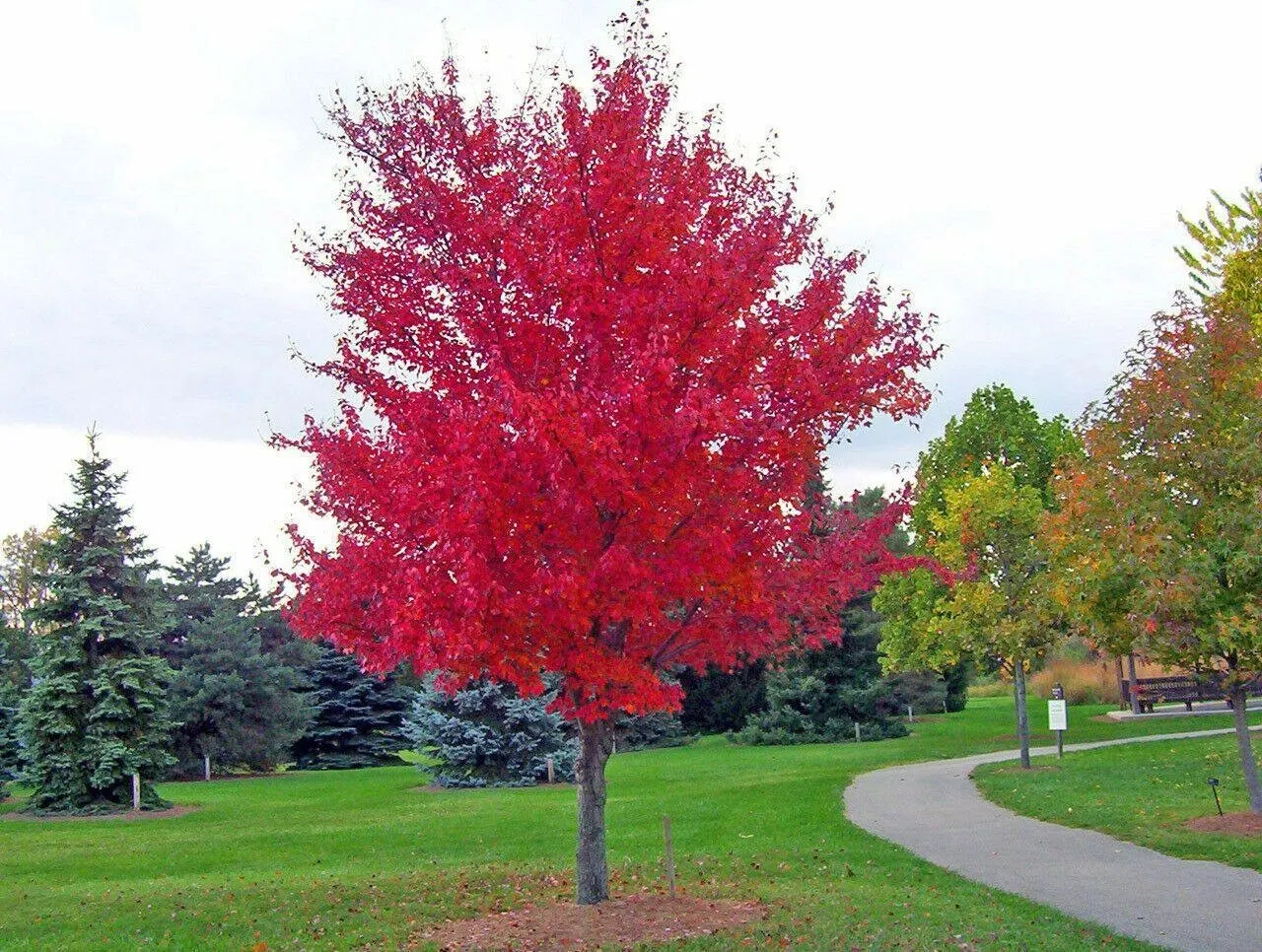 20 Red Japanese Maple Bonsai Fast Shipping From US - £6.00 GBP