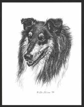 #331 TRI COLOR COLLIE portrait dog art print * Pen and ink drawing * Jan... - $12.50
