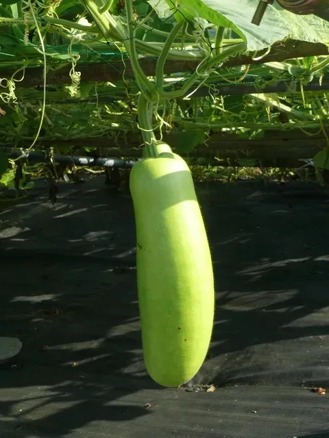 Elevate Your Garden with Emerald Long Eggplant, 1 BAG 100 Seeds D - £9.70 GBP