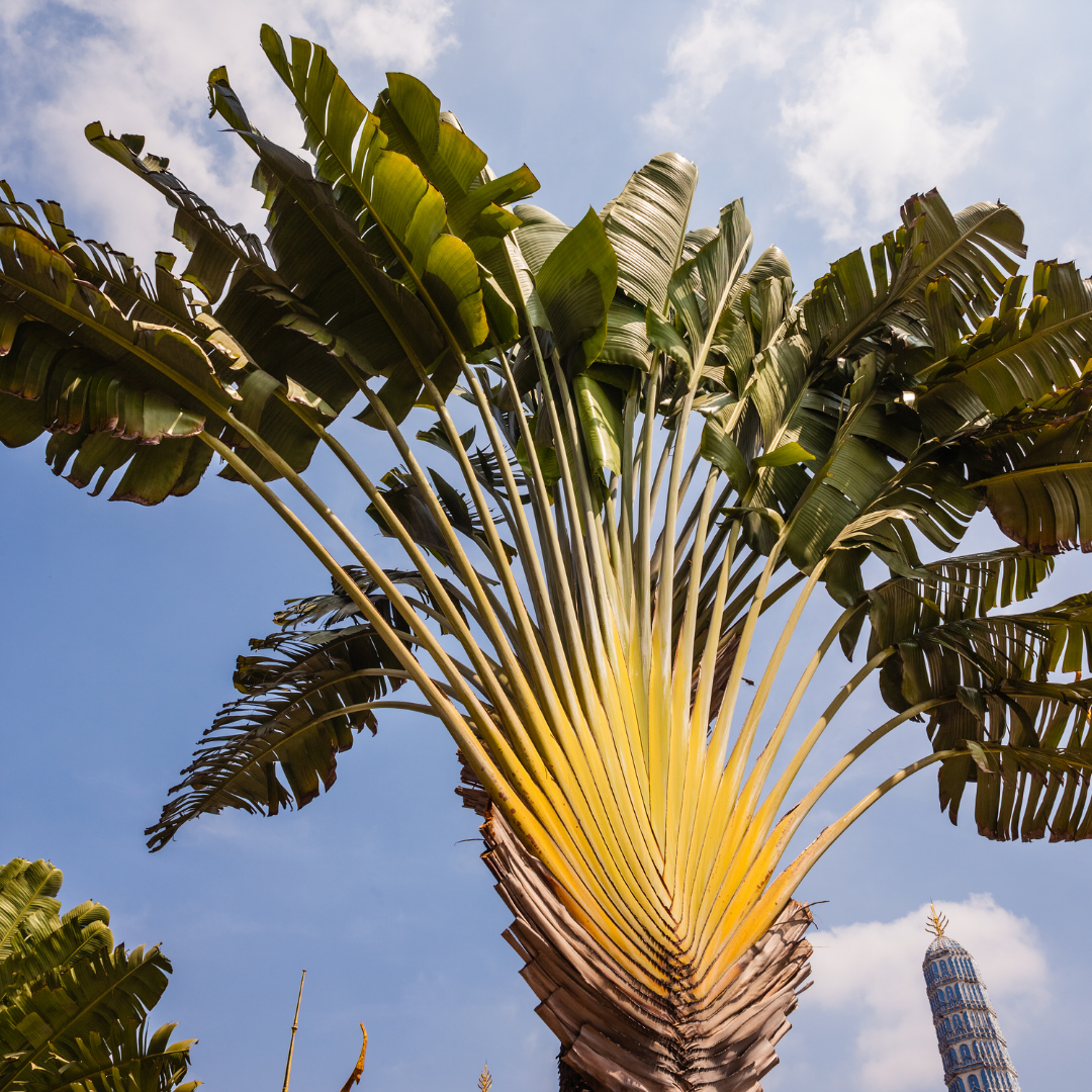 Ravanulla Tree Traveller's-tree Seeds Ravenala madagascariensis Tropical Ornamental ...