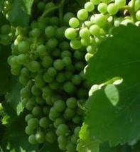 BLANC DU BOIS White Wine Grape Vine 4-6 FT Tall Live Plant Vineyard Fast Growing - £72.98 GBP