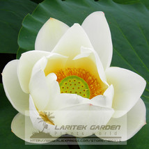 1 Professional Pack, 1 seeds / pack, Nobility Queen White Lotus Nelumbo Nucifera - £2.44 GBP